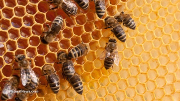 EPA acknowledges deadly effects of pesticides on bees, but refuses to restrict their use