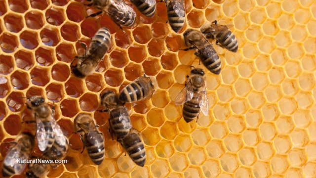 56 percent of Maryland’s bees disappeared in 2016 as pollinator collapse accelerates